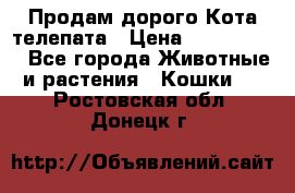  Продам дорого Кота-телепата › Цена ­ 4 500 000 - Все города Животные и растения » Кошки   . Ростовская обл.,Донецк г.